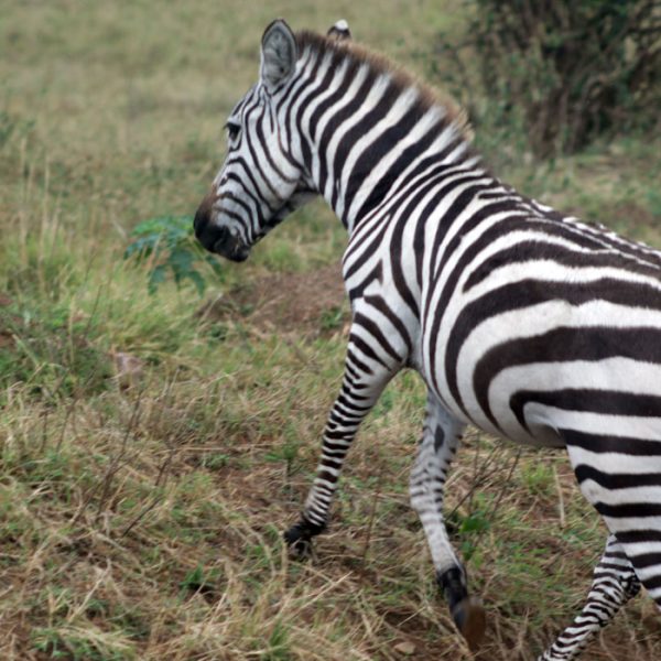 Nakuru & Masai Mara Safari
