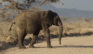 Samburu Express Safari