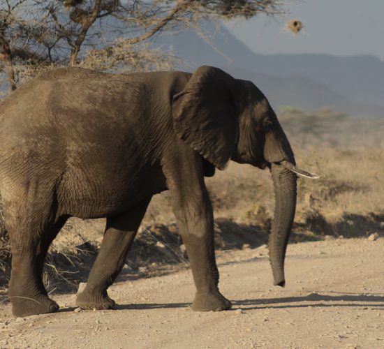 Samburu Express Safari