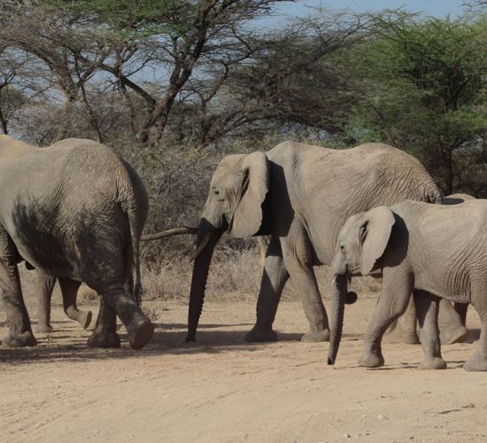 Packing list for Kenya