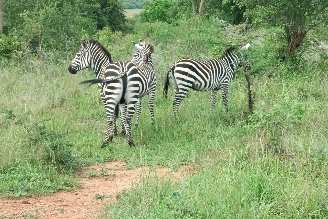 lake mburo zebras