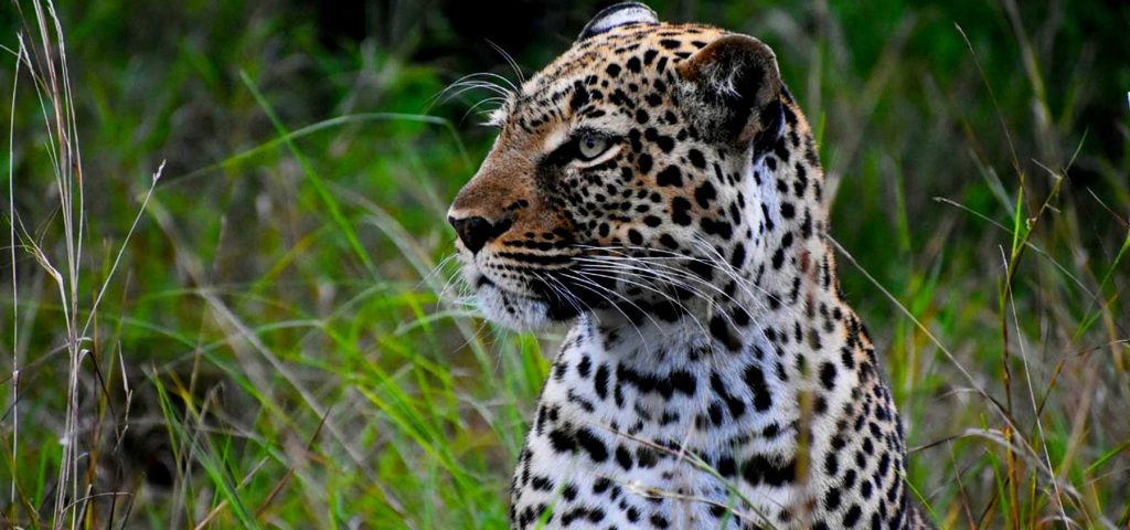 leopards-in-uganda