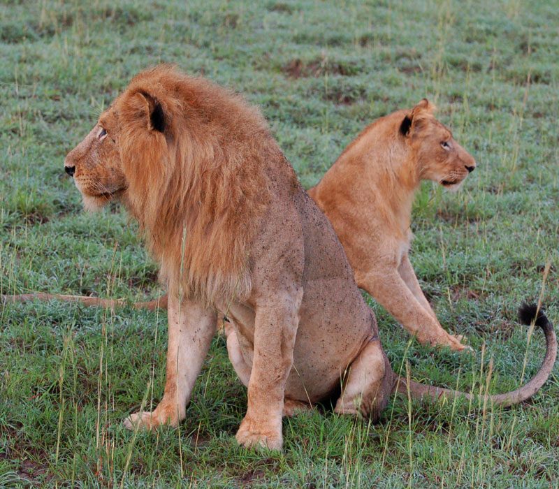 Murchison Falls Wildlife safari