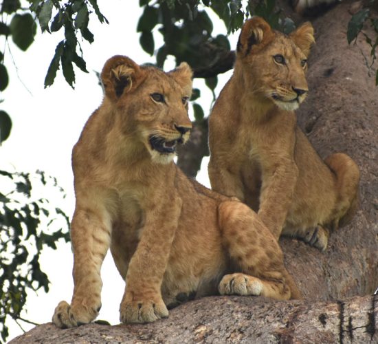 Tree Climbing Lions