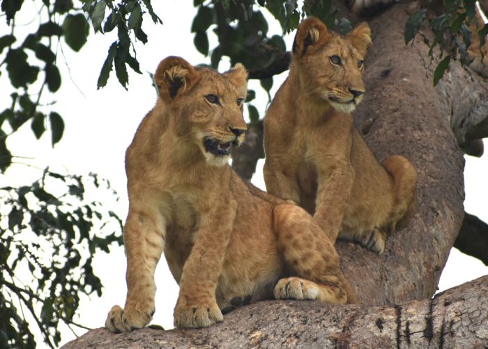 Tree Climbing Lions