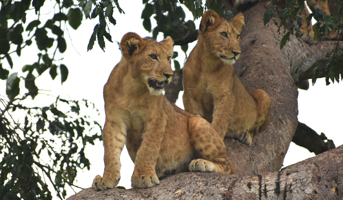 Tree Climbing Lions