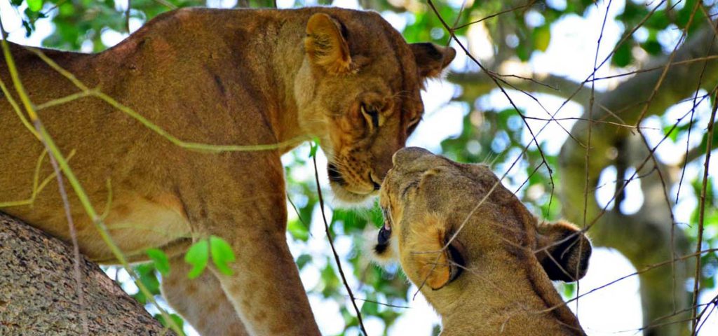 lions-in-uganda