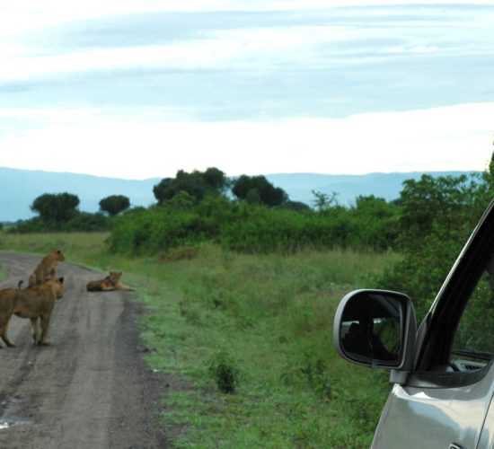 Wifi & Internet Access on safari