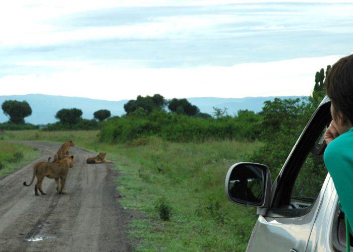 Wifi & Internet Access on safari
