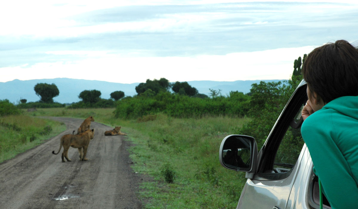 Wifi & Internet Access on safari