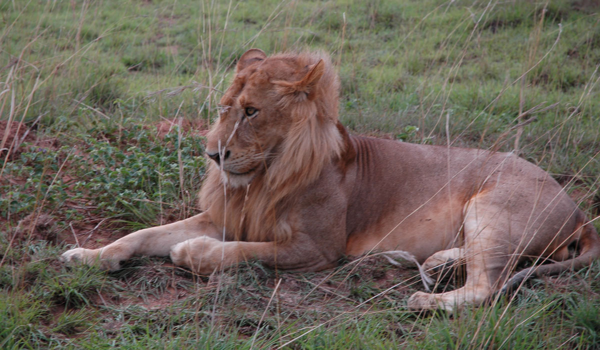 Lion in Kidepo