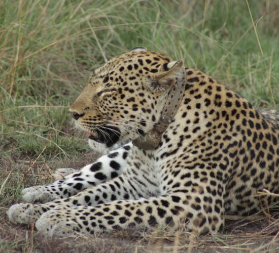Amboseli & Tsavo Safari