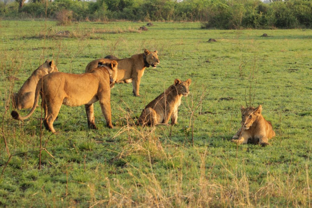 Junior Rangers in the Mara