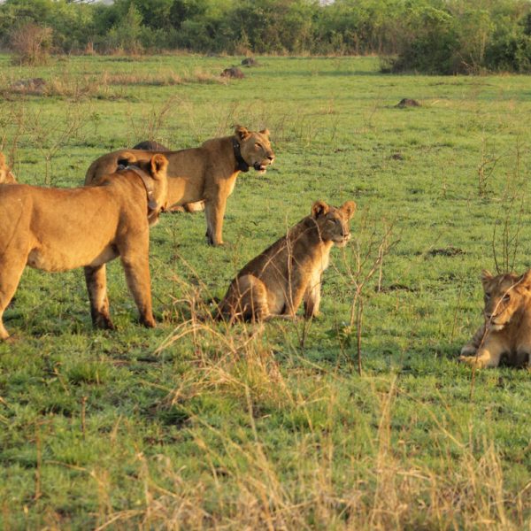 Kenya Safari packages