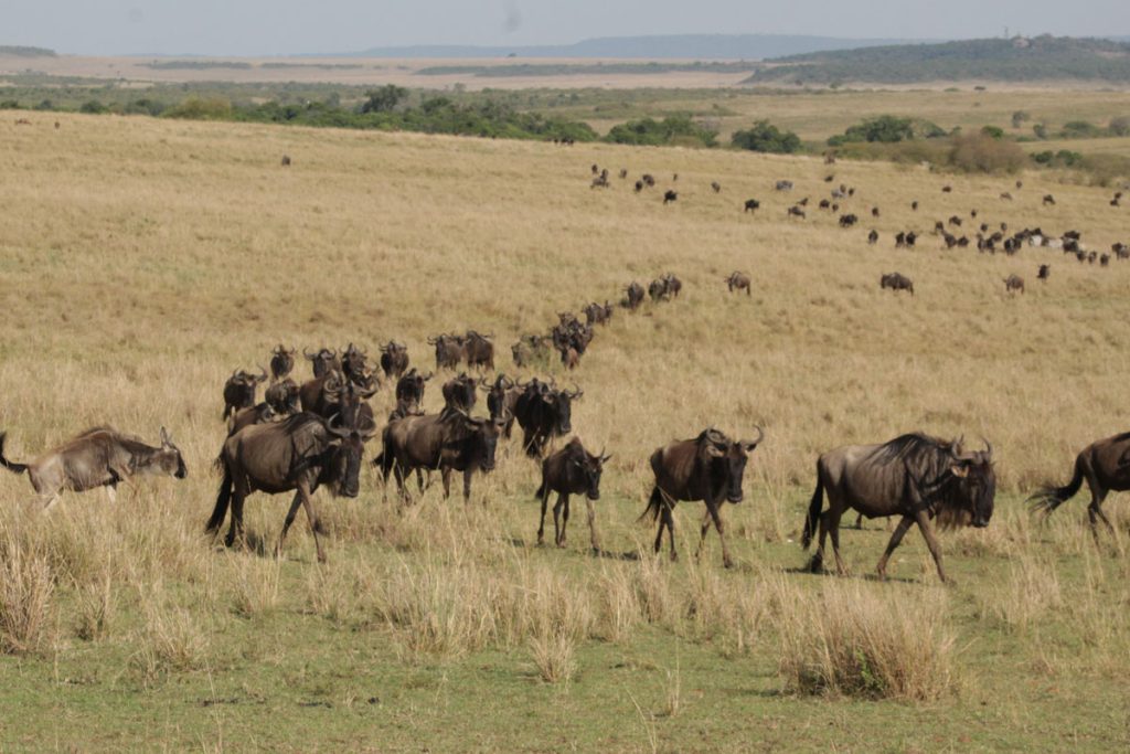 Can I See the Mara River Great Migration Crossings in Serengeti?