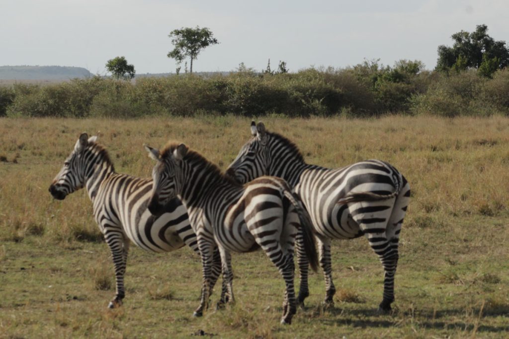 Combining Ngorongoro Crater with Uganda Gorilla Trekking