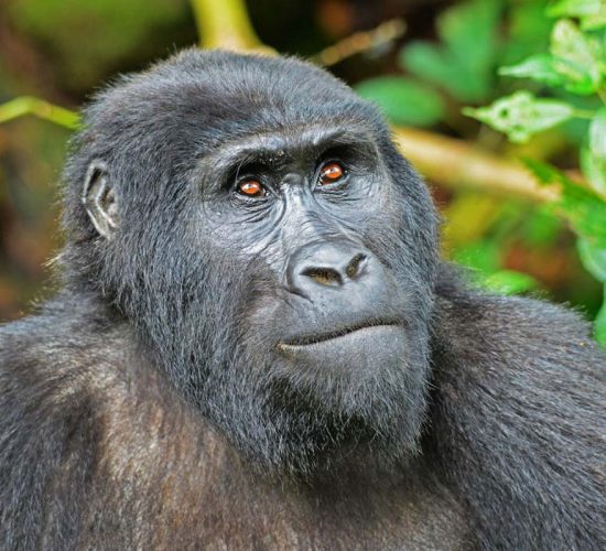 Mgahinga Gorilla National Park