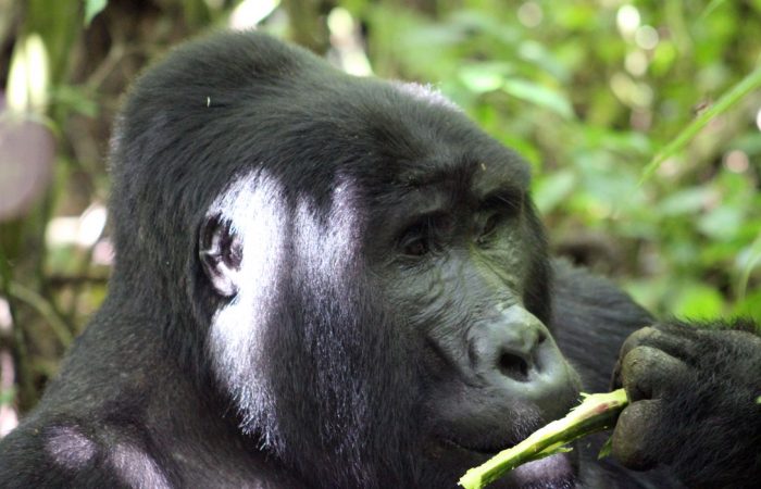 3 Days Gorilla Tracking