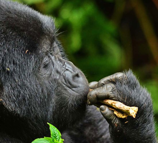 Gorilla & Chimp Tracking