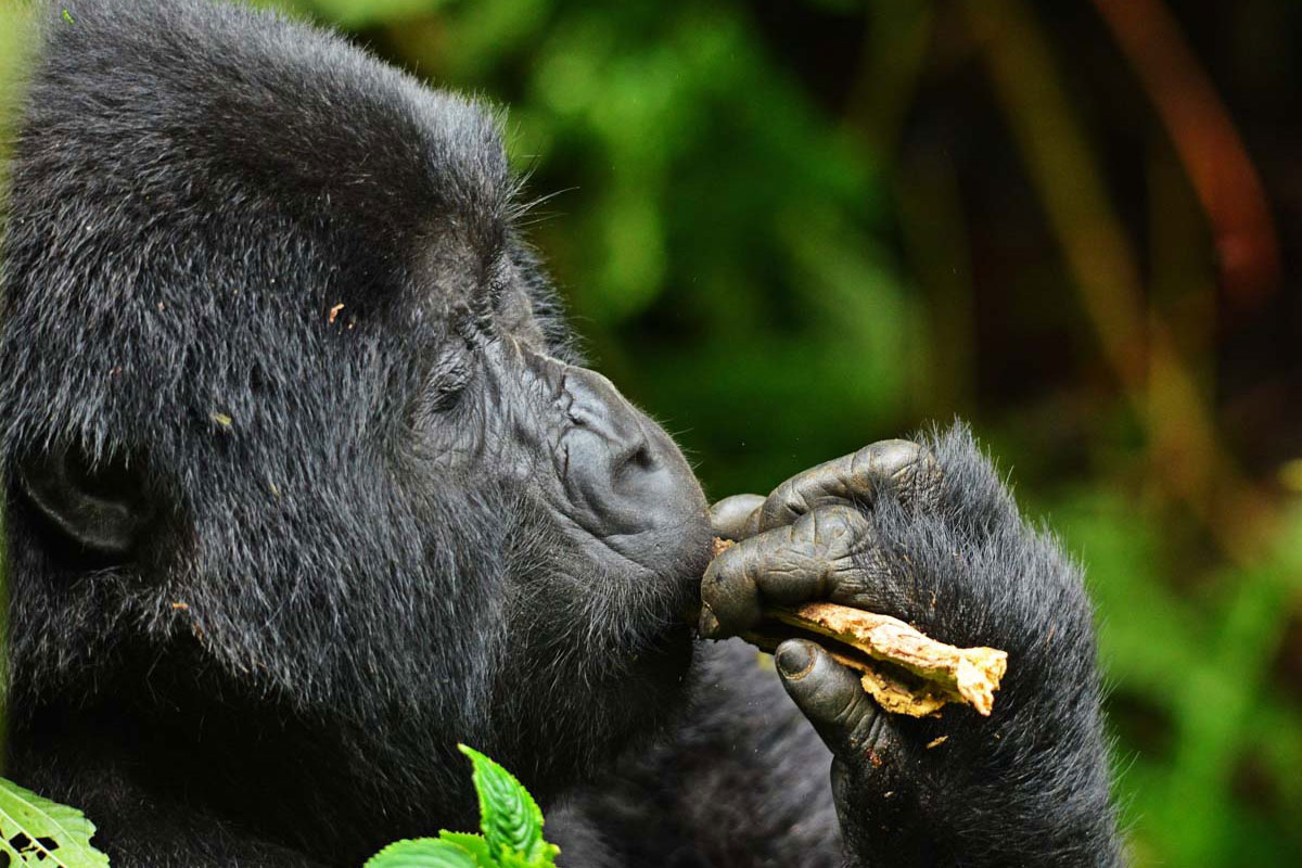 Gorilla & Chimp Tracking