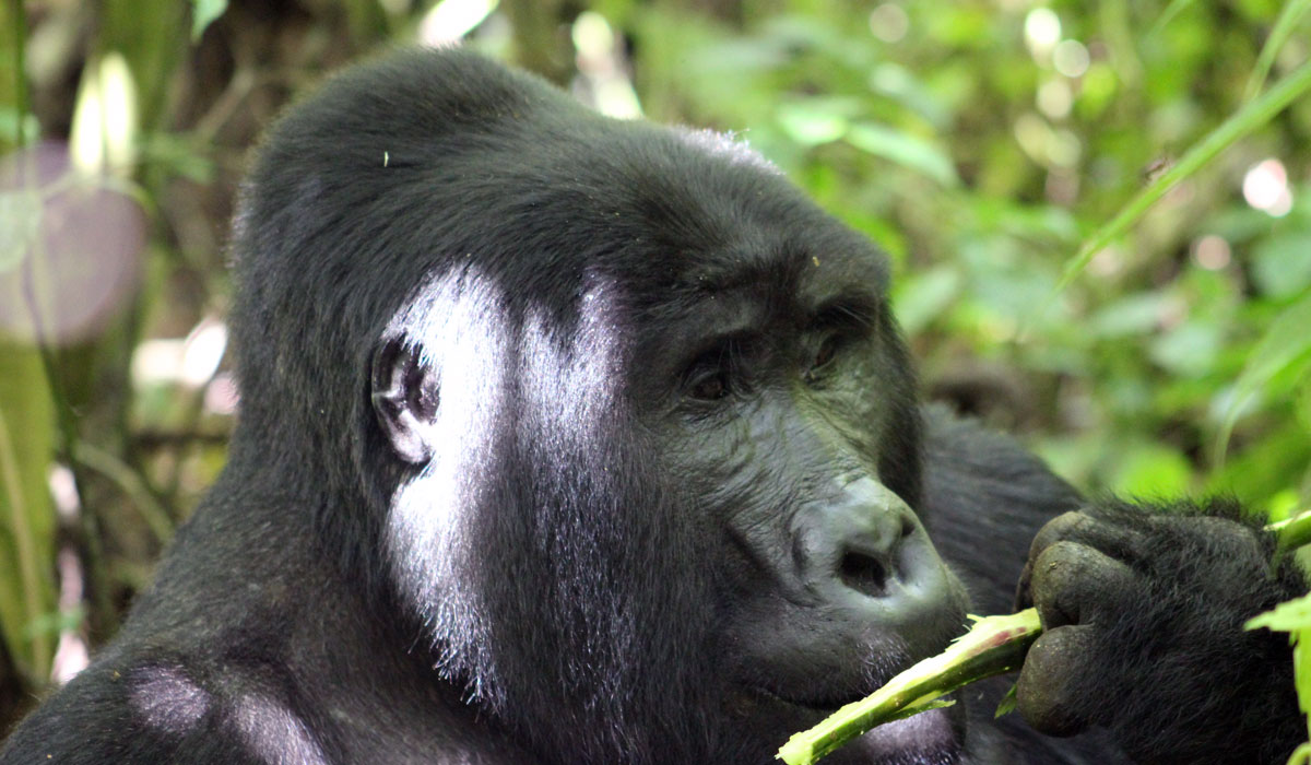 Gorilla Safaris Gorilla Trekking Tours in Rwanda & Uganda (2025)