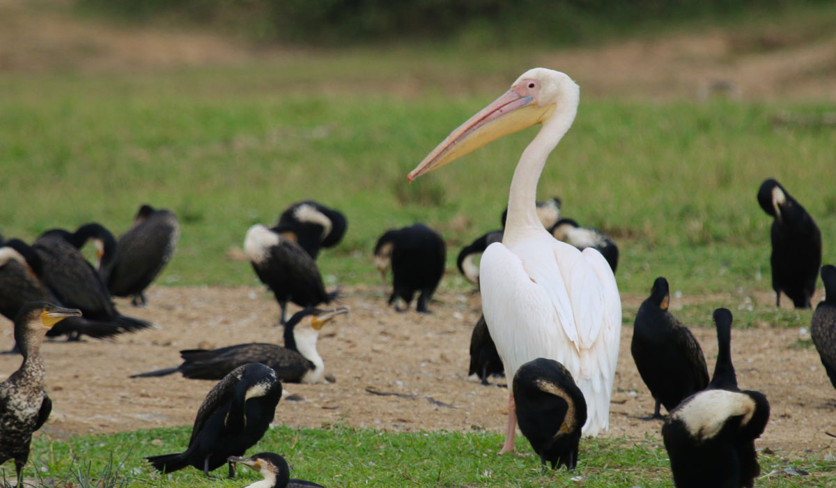 Birds in Queen Elizabeth National Park