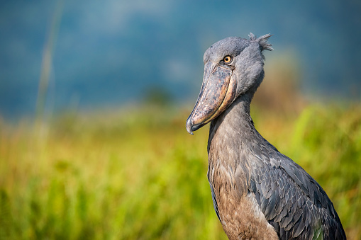 Mabamba Swamp Birding tour