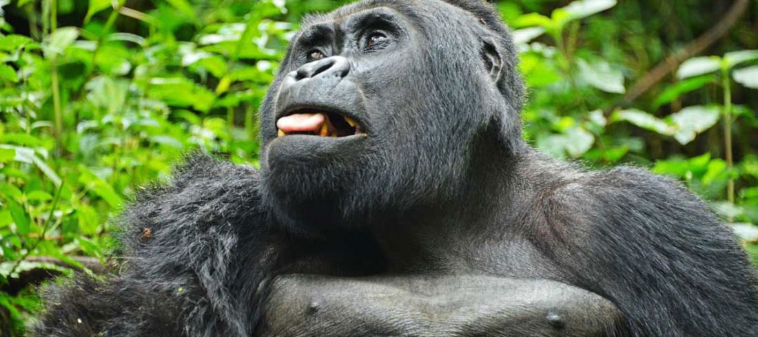 About Mountain Gorillas