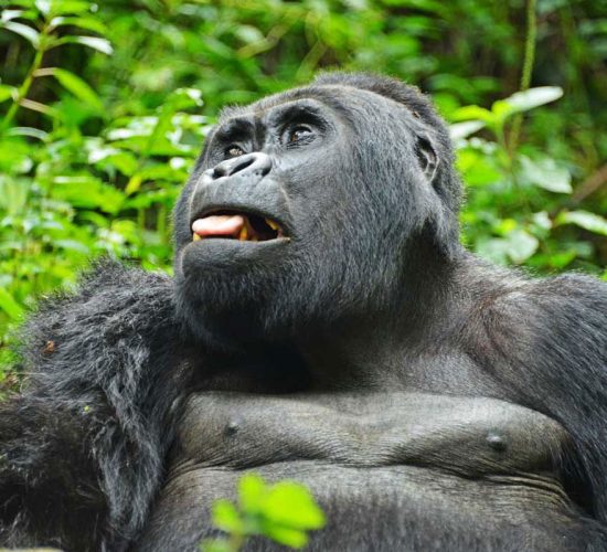 About Mountain Gorillas