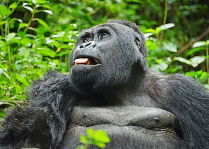 About Mountain Gorillas