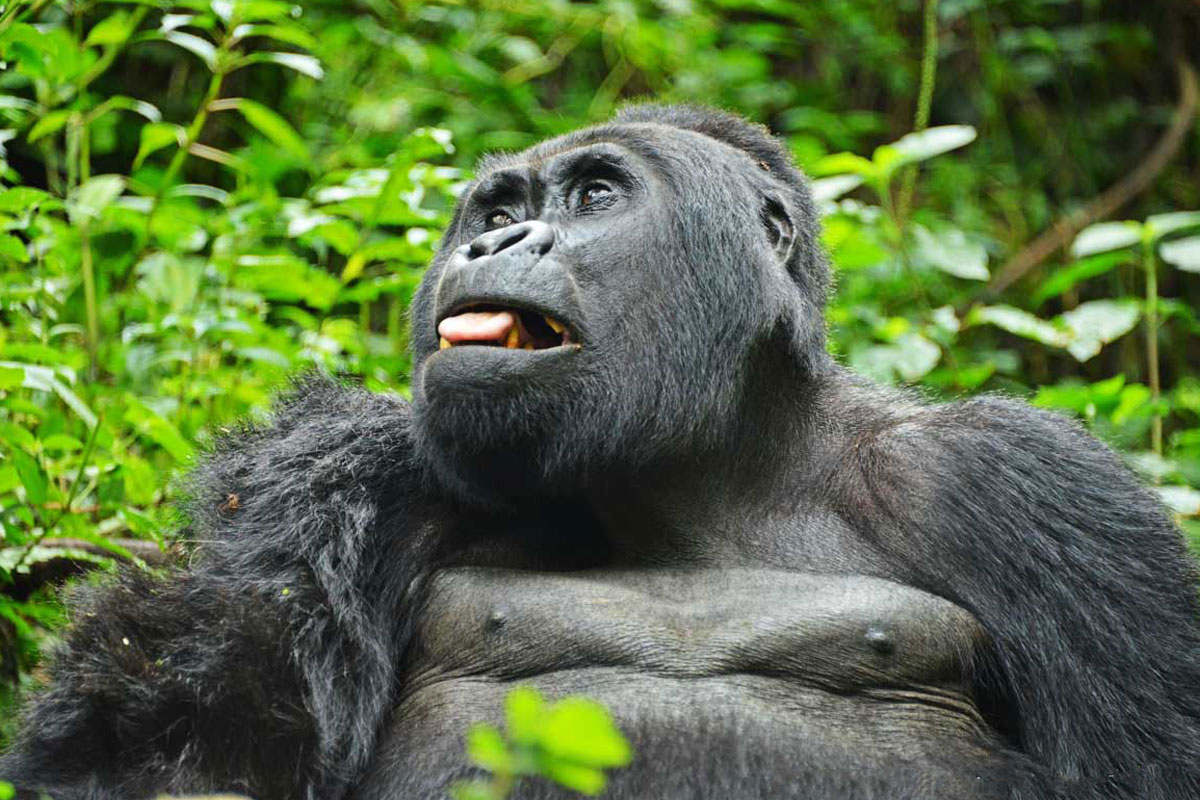 About Mountain Gorillas