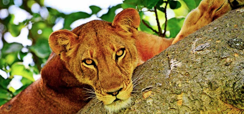 Reasons to Visit Queen Elizabeth National Park