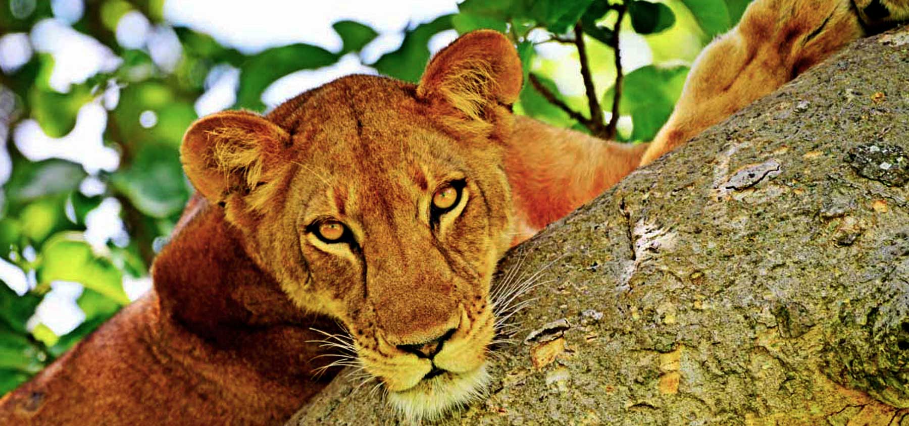 tree-lions-in-uganda