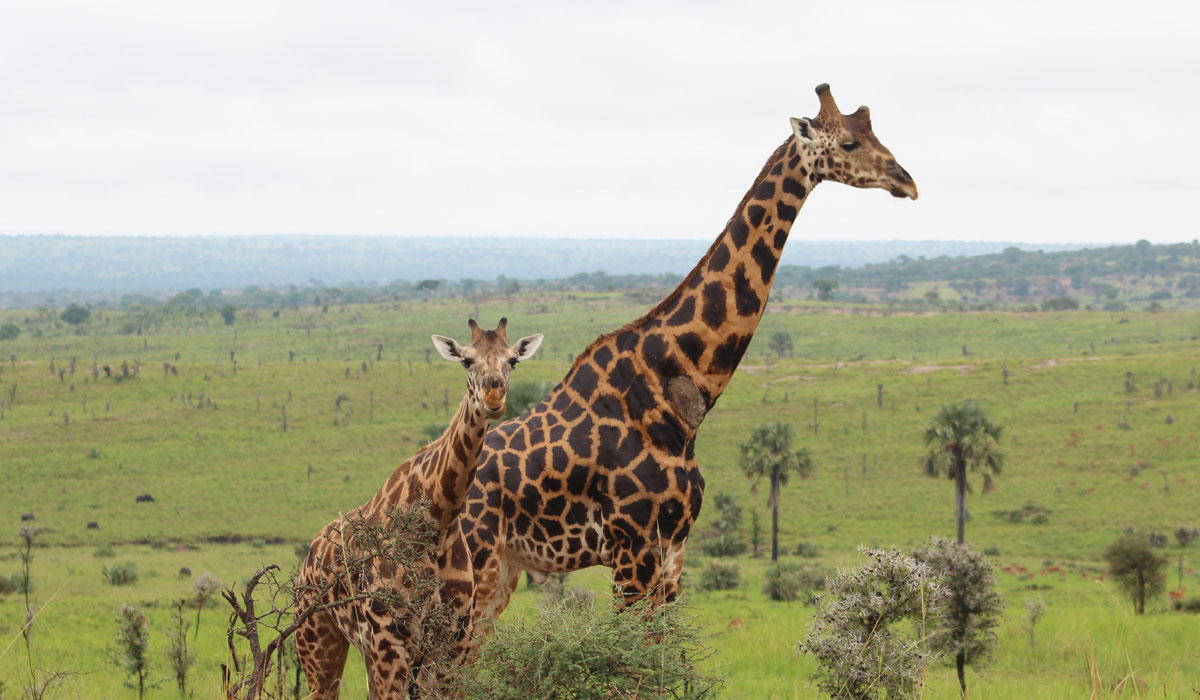 Murchison Falls Safari