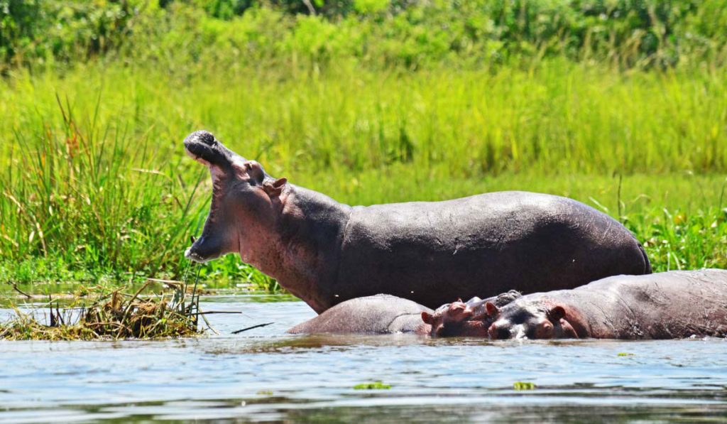 Reasons To Visit Uganda