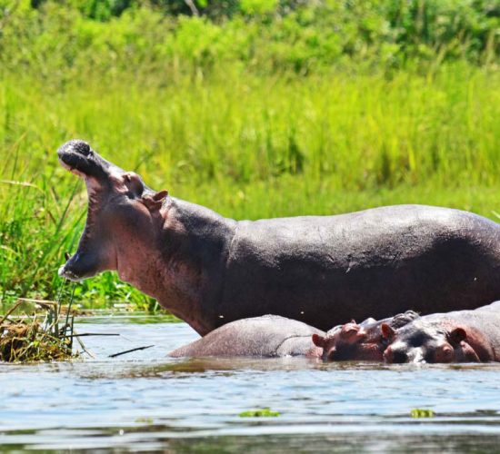Queen Elizabeth Vs Murchison Falls