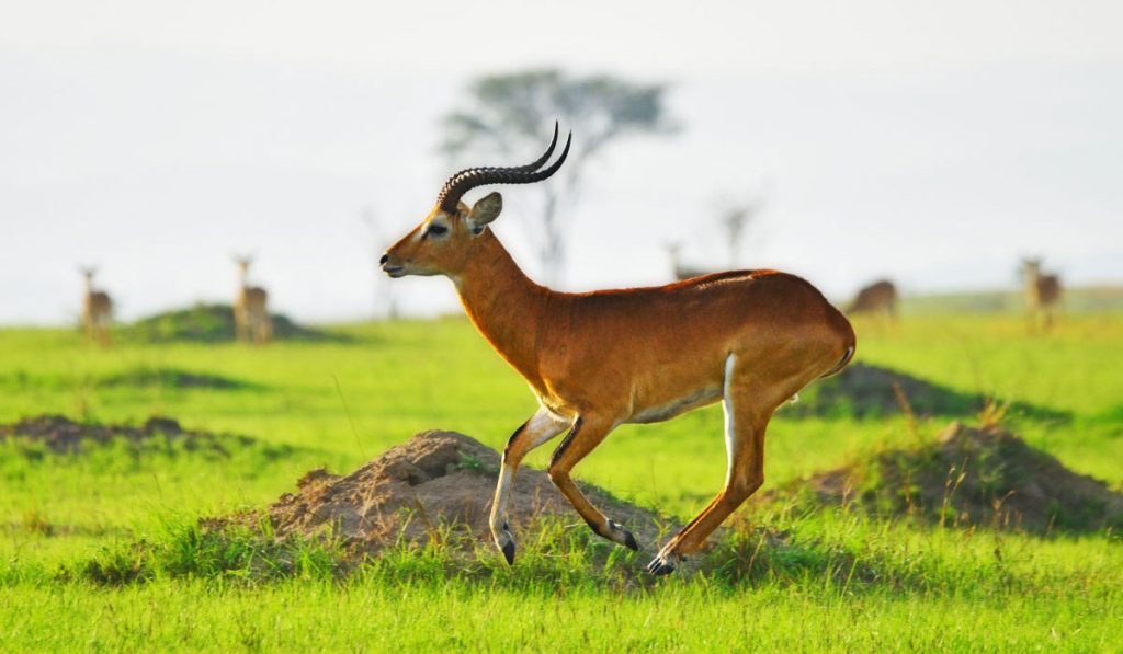 All safari animals
