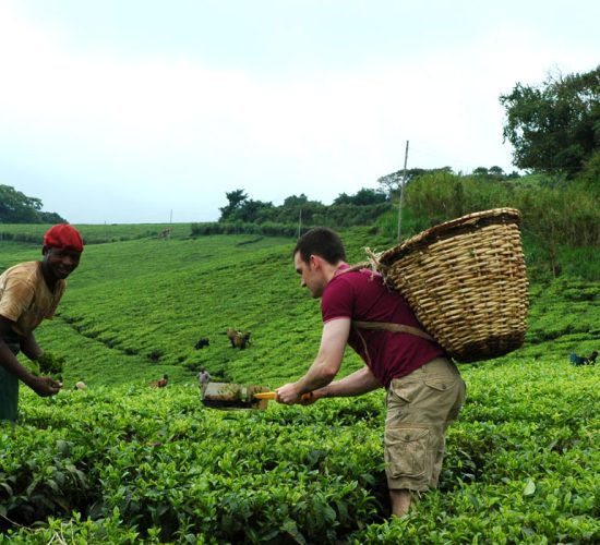 20 Days Uganda Rwanda Holiday