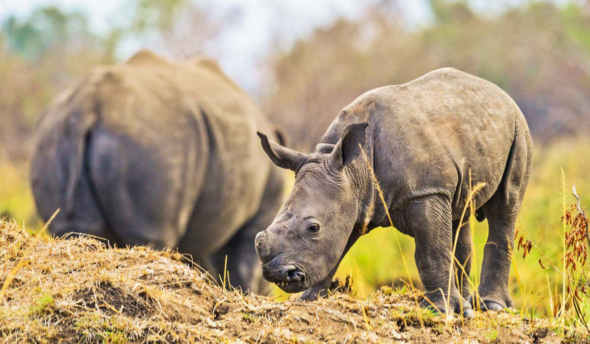 Ziwa Rhino Sanctuary