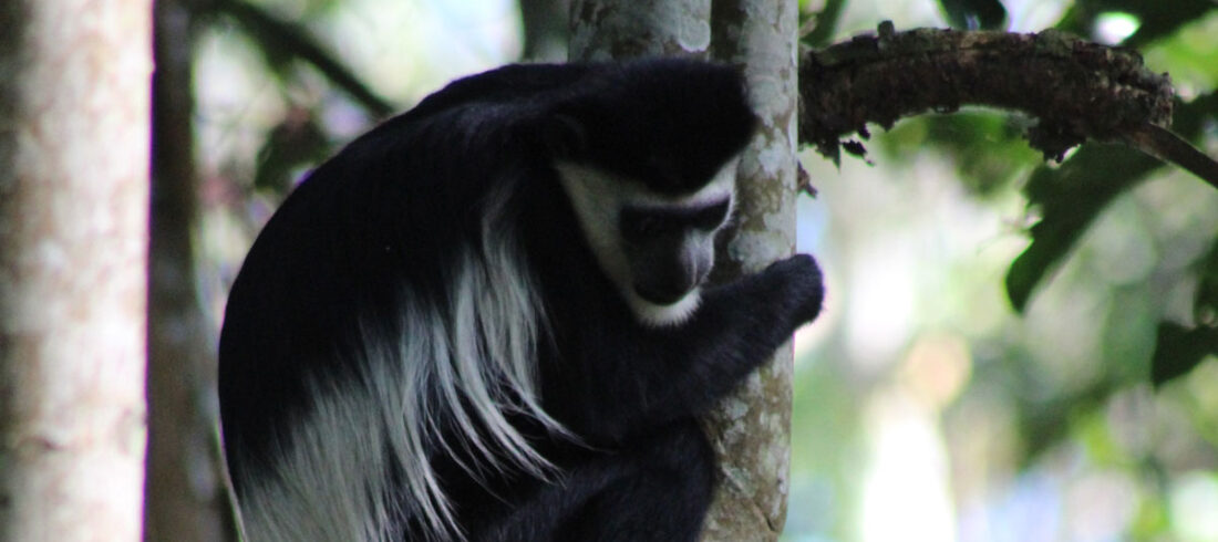 Black and white colobus monkey in Nyungwe National Park