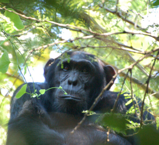 chimpanzee in Kibale