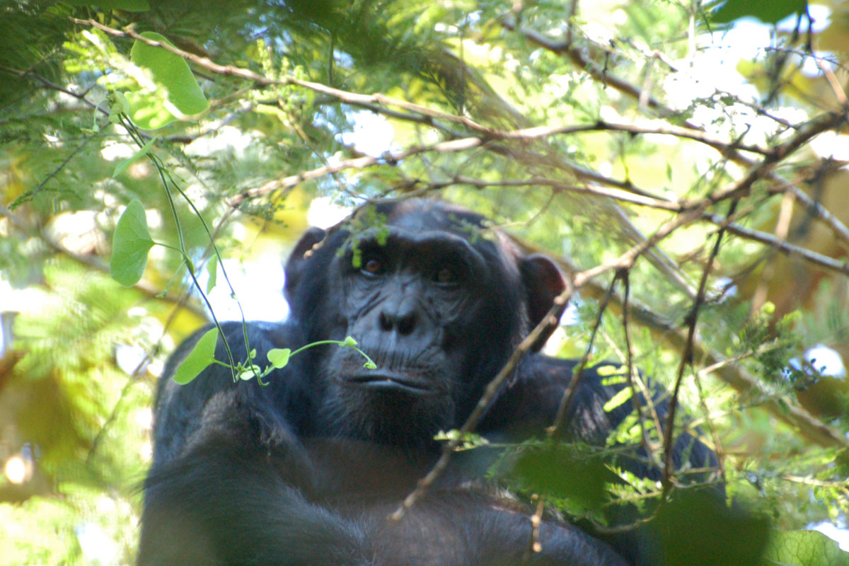 chimpanzee in Kibale