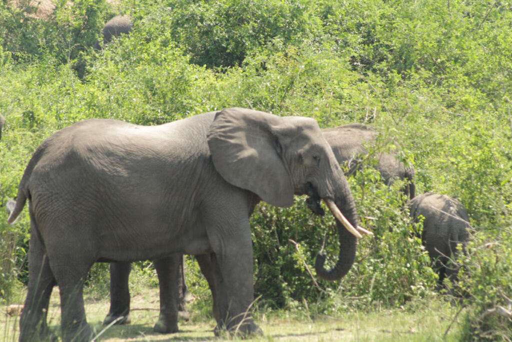 The Ultimate Guide to Murchison Falls National Park