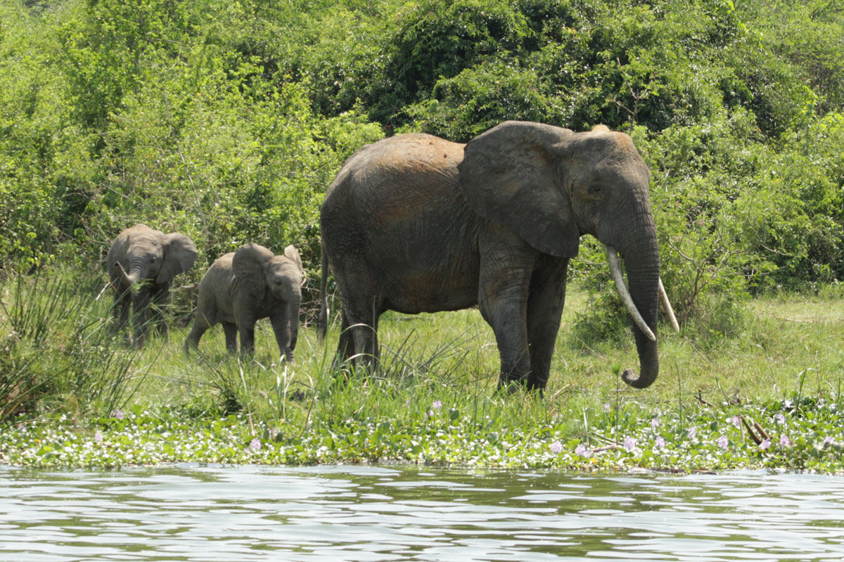 Elephants in National park