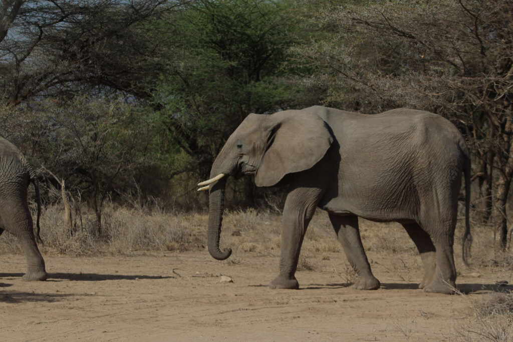 Where is the Masai Mara National Reserve Located?