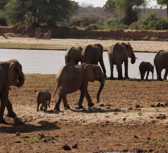 Elephants in Masai Mara