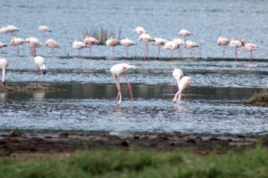 flamingos in lake nakuru