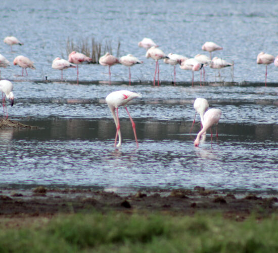 flamingos in lake nakuru