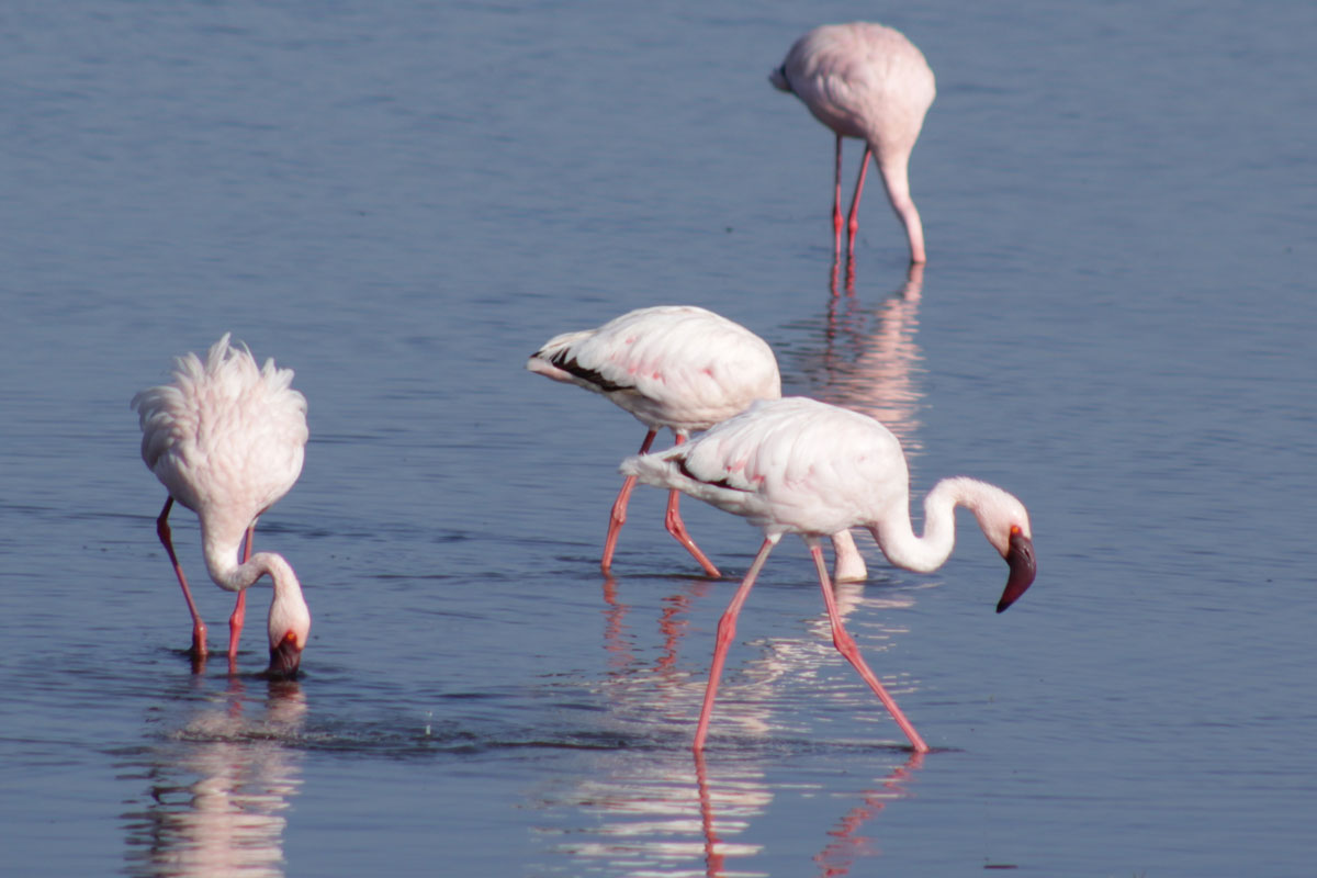 flamingos eating