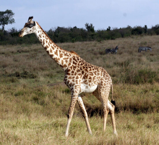 5 Days Kenya Wildlife Safari